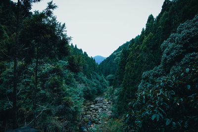 Scenic view of forest against clear sky