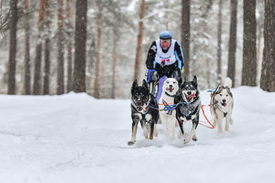 View of a dog on snow covered land