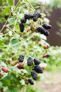 Close-up of berries growing on plant