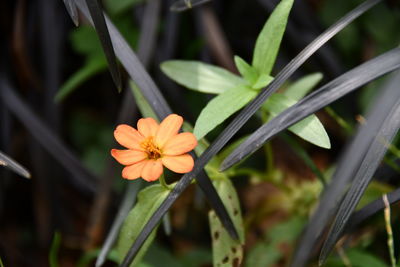 Close-up of flowering plant