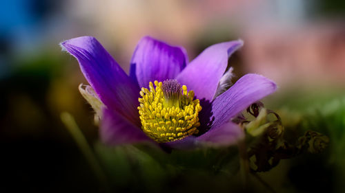 Close-up of purple flower