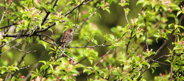 Bird perching on a tree