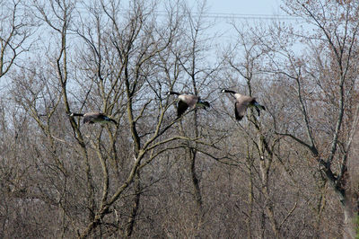 Low angle view of birds perching on bare tree