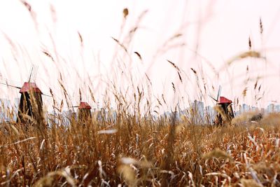 Crops growing on field against sky
