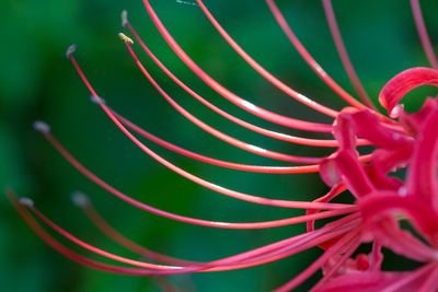 Close-up of flowers