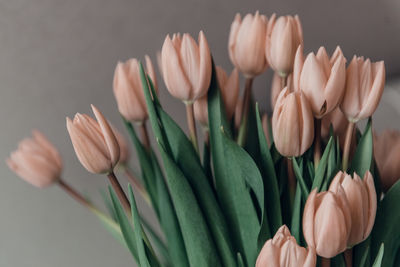 Valentine's day or mothers day tulip flowers apricot color