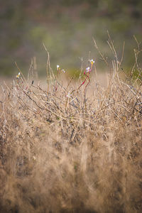 Close-up of deer on field