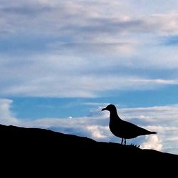 Bird flying over white background
