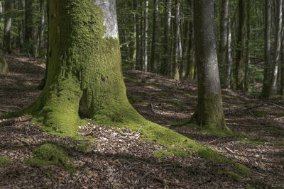 Trees in forest