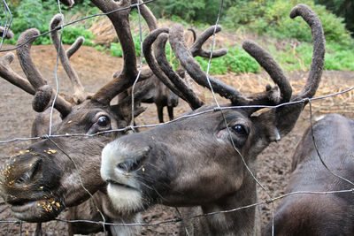 Close-up of deer