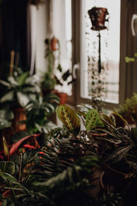 Close-up of potted plant