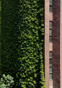 Ivy growing on building
