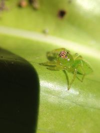 Close-up of spider on green leaf