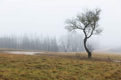 Bare tree on field against sky