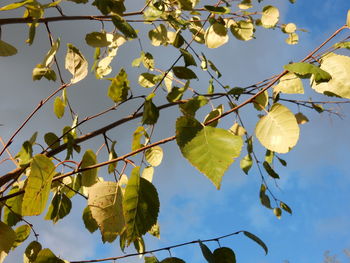 Low angle view of leaves on tree against sky