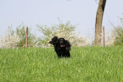 Black dog in a field