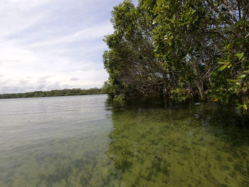 Scenic view of river in forest against sky