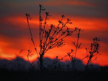 Silhouette of bare tree against dramatic sky during sunset