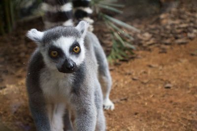 Close-up of ring-tailed lemur on field