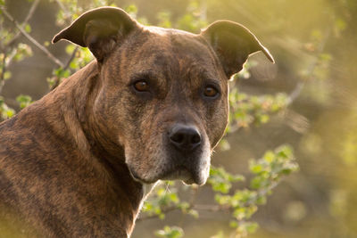 Close-up portrait of a dog