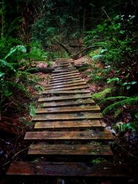 Footpath amidst trees in forest