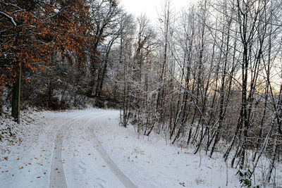 Snow covered road amidst bare trees in forest