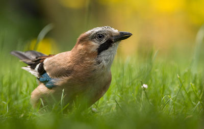 Close-up of bird on field