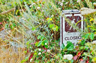 Close-up of text on plant