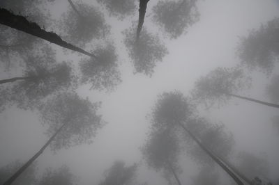 Low angle view of trees against sky