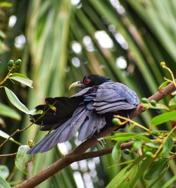 Close-up of bird perching on branch