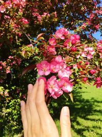 Close-up of hand holding pink rose flower