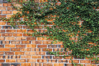 The green creeper plant on old red brick wall texture background. copy space