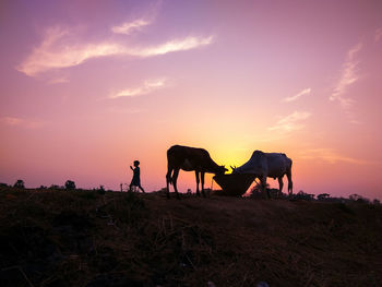 Horses in a field