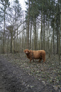 Cat in a forest