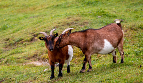 Horses standing in a field