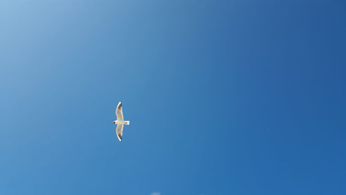 Low angle view of bird flying against clear blue sky