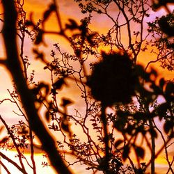 Close-up of silhouette tree against sky