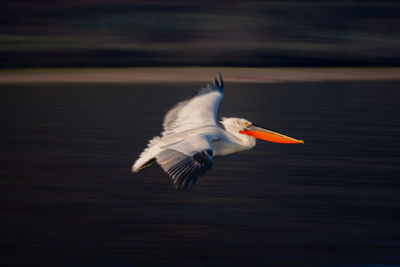 Bird flying against sky during sunset