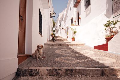 Puppy on steps amidst houses in town