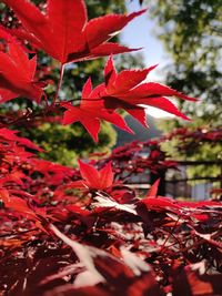 Close-up of red maple leaves