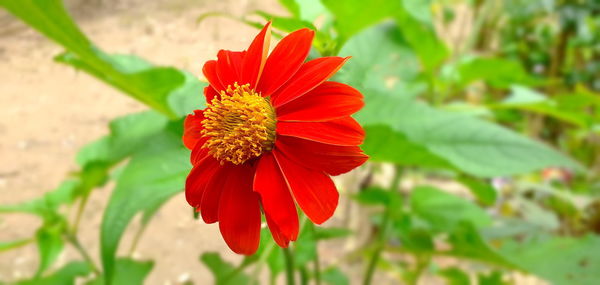 Close-up of red flower