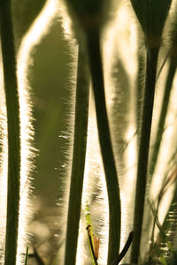 Close-up of plant