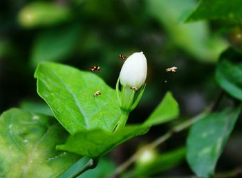 Close-up of honey bee on plant