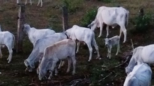 Horses grazing on field