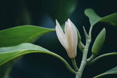 Close-up of white flowering plant