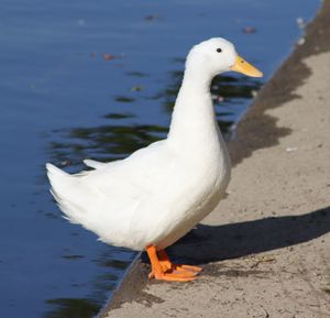 Close-up of seagull on land