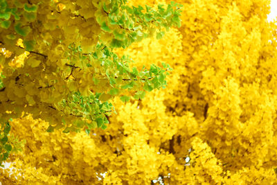 Close-up of yellow flowers