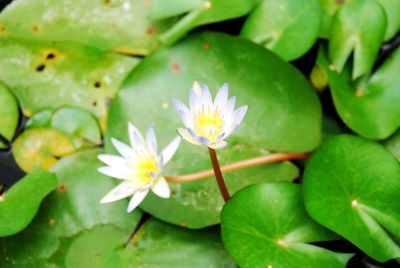 Close-up of water lily amidst leaves