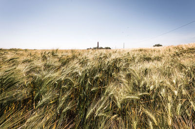 Scenic view of field against clear sky