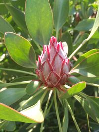 Close-up of pink flower growing on plant